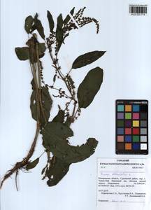 Rumex obtusifolius L., Siberia, Altai & Sayany Mountains (S2) (Russia)