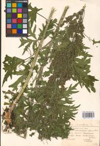 Urtica cannabina L., Eastern Europe, Moscow region (E4a) (Russia)