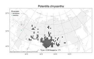 Potentilla chrysantha Trevir., Atlas of the Russian Flora (FLORUS) (Russia)