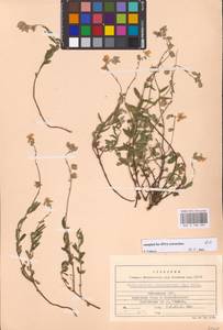 Helianthemum nummularium (L.) Mill., Eastern Europe, Lithuania (E2a) (Lithuania)