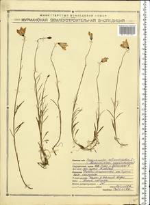 Campanula rotundifolia L., Eastern Europe, Northern region (E1) (Russia)