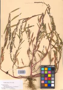 Atriplex patens (Litv.) Iljin, Eastern Europe, Central region (E4) (Russia)