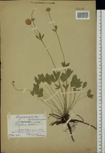 Trifolium montanum L., Eastern Europe, Central forest-and-steppe region (E6) (Russia)