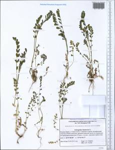 Astragalus hamosus L., Crimea (KRYM) (Russia)