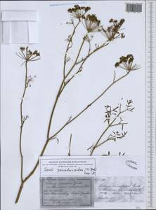 Gasparinia peucedanoides (M. Bieb.) Thell., Western Europe (EUR) (Germany)