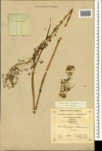 Ornithogalum pyrenaicum L., Caucasus, Georgia (K4) (Georgia)