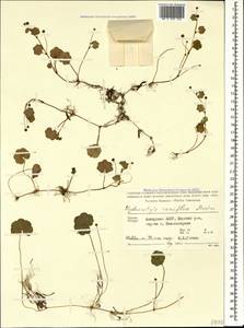 Hydrocotyle ramiflora Maxim., Caucasus, Georgia (K4) (Georgia)