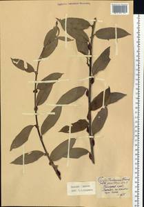 Salix gracilistyla Miq., Siberia, Russian Far East (S6) (Russia)