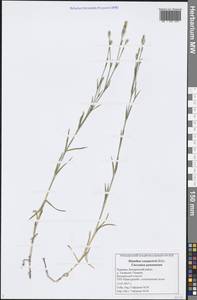 Dianthus campestris M. Bieb., Eastern Europe, Middle Volga region (E8) (Russia)