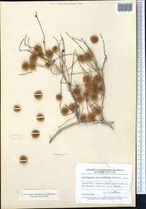 Calligonum caput-medusae Schrenk, Middle Asia, Karakum (M6) (Turkmenistan)