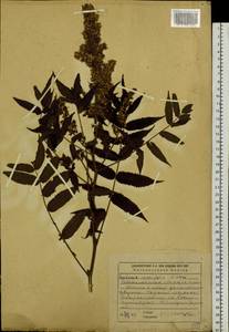 Sorbaria sorbifolia (L.) A. Braun, Siberia, Russian Far East (S6) (Russia)