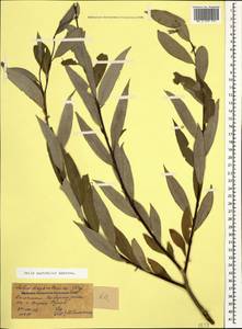 Salix excelsa J. F. Gmel., Caucasus, Dagestan (K2) (Russia)