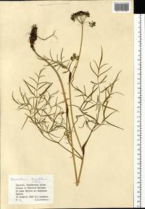 Conioselinum longifolium Turcz., Siberia, Baikal & Transbaikal region (S4) (Russia)