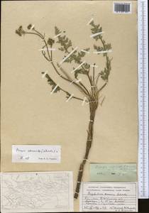 Prangos cachroides (Schrenk) Pimenov & V. N. Tikhom., Middle Asia, Syr-Darian deserts & Kyzylkum (M7) (Kazakhstan)