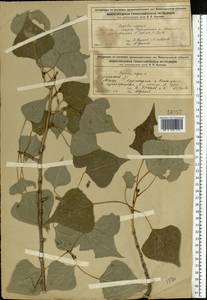 Populus nigra L., Eastern Europe, Volga-Kama region (E7) (Russia)