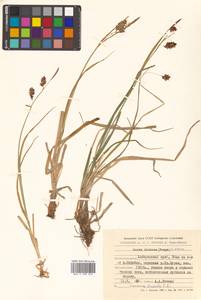 Carex pamirensis subsp. dichroa Malyschev, Siberia, Russian Far East (S6) (Russia)