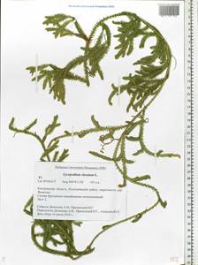 Lycopodium clavatum L., Eastern Europe, Central forest region (E5) (Russia)