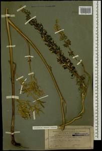 Delphinium freynii Conrath, Caucasus, Armenia (K5) (Armenia)