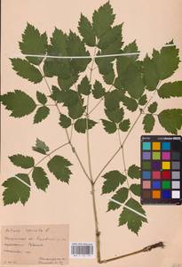 Actaea spicata L., Eastern Europe (no precise locality) (E0)