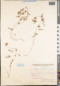 Lotus angustissimus L., Middle Asia, Caspian Ustyurt & Northern Aralia (M8) (Kazakhstan)