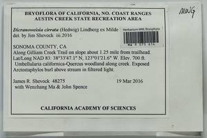 Dicranoweisia cirrata (Hedw.) Lindb. ex Milde, Bryophytes, Bryophytes - America (BAm) (United States)