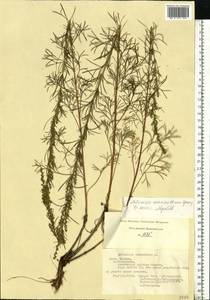 Artemisia marschalliana Spreng., Eastern Europe, Central region (E4) (Russia)