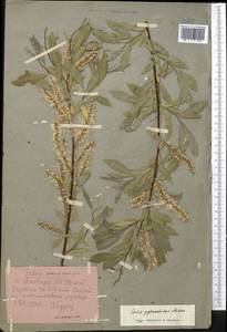 Salix pycnostachya Anderss., Middle Asia, Pamir & Pamiro-Alai (M2) (Tajikistan)