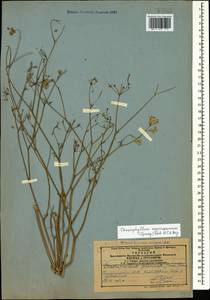 Chaerophyllum macrospermum (Willd. ex Spreng.) Fisch. & C. A. Mey., Caucasus, Azerbaijan (K6) (Azerbaijan)