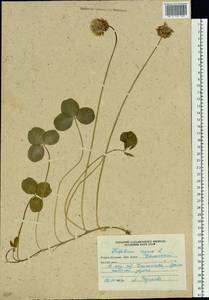 Trifolium repens L., Siberia, Russian Far East (S6) (Russia)