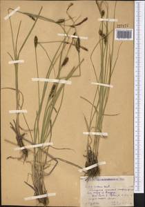 Carex melanostachya M.Bieb. ex Willd., Middle Asia, Caspian Ustyurt & Northern Aralia (M8) (Kazakhstan)