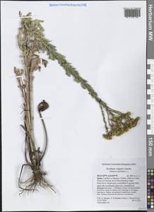 Jacobaea vulgaris Gaertn., Western Europe (EUR) (Spain)