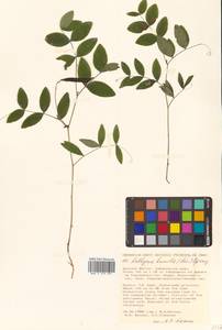 Lathyrus humilis (Ser.) Fisch. ex Spreng., Siberia, Russian Far East (S6) (Russia)