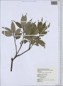 Quercus salicina Blume, South Asia, South Asia (Asia outside ex-Soviet states and Mongolia) (ASIA) (Taiwan)