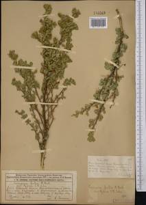 Caragana frutex (L.) K.Koch, Middle Asia, Muyunkumy, Balkhash & Betpak-Dala (M9) (Kazakhstan)