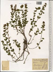 Teucrium chamaedrys subsp. trapezunticum Rech.f., Caucasus, Georgia (K4) (Georgia)