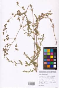 Galium humifusum M.Bieb., Eastern Europe, Central forest-and-steppe region (E6) (Russia)