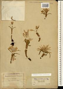 Colchicum trigynum (Steven ex Adam) Stearn, Caucasus, Georgia (K4) (Georgia)