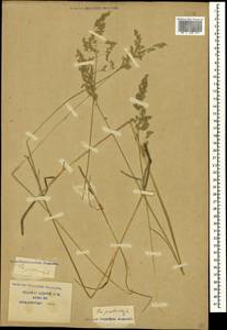 Poa pratensis L., Caucasus, Krasnodar Krai & Adygea (K1a) (Russia)