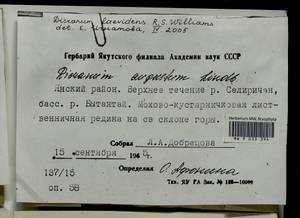 Dicranum laevidens R.S. Williams, Bryophytes, Bryophytes - Yakutia (B19) (Russia)