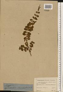 Lysimachia nummularia L., Eastern Europe, Moscow region (E4a) (Russia)