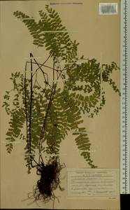 Adiantum pedatum L., Siberia, Russian Far East (S6) (Russia)