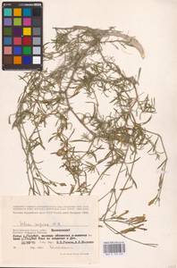 Silene supina M.Bieb., Eastern Europe, Lower Volga region (E9) (Russia)