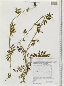 Polemonium villosum Rudolph ex Georgi, Siberia, Russian Far East (S6) (Russia)