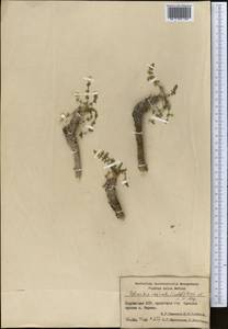 Schrenkia vaginata (Ledeb.) Fisch. & C.A.Mey., Middle Asia, Pamir & Pamiro-Alai (M2) (Kyrgyzstan)