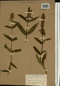 Stachys palustris L., Eastern Europe, Central forest-and-steppe region (E6) (Russia)