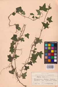 Hedera helix L., Eastern Europe, West Ukrainian region (E13) (Ukraine)