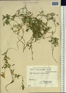 Vicia macrantha Jurtzev, Siberia, Chukotka & Kamchatka (S7) (Russia)