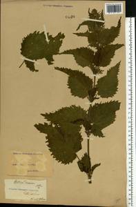Urtica dioica L., Eastern Europe, North Ukrainian region (E11) (Ukraine)