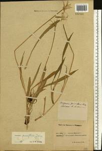 Scorzonera parviflora Jacq., Eastern Europe, Rostov Oblast (E12a) (Russia)