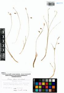 Carex laxa Wahlenb., Siberia, Baikal & Transbaikal region (S4) (Russia)